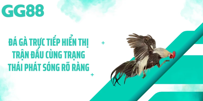 Đá gà trực tiếp hiển thị trận đấu cùng trạng thái phát sóng rõ ràng
